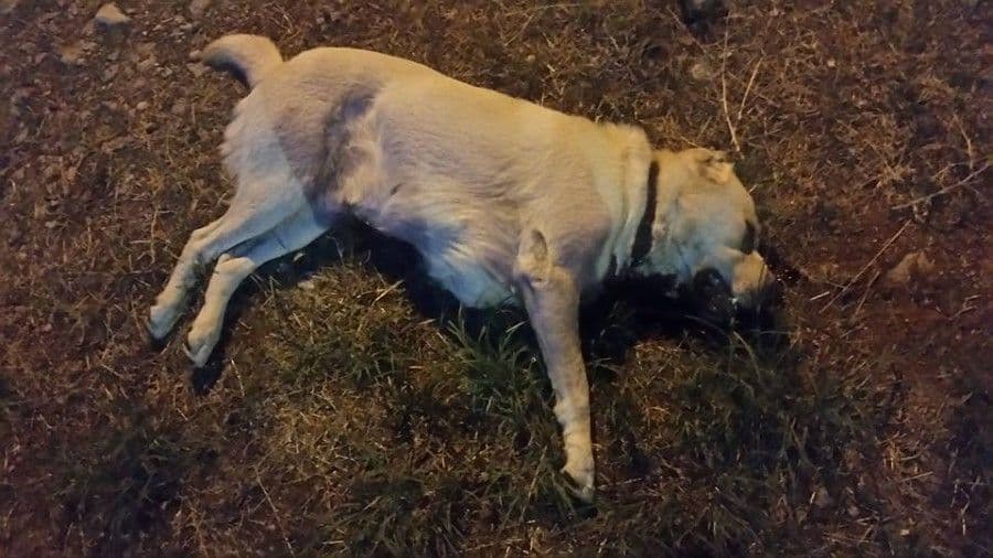 UJEO DIJETE?: Upucao psa na Gorici UJEO DIJETE?: Upucao psa na Gorici