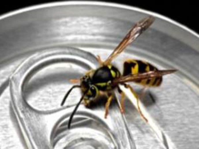 Otrov ose bi mogao pomoći u liječenju raka Otrov ose bi mogao pomoći u liječenju raka
