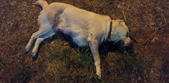 UP uzela izjavu od vlasnika psa, traži se lice koje je upucalo psa na Gorici UP uzela izjavu od vlasnika psa, traži se lice koje je upucalo psa na Gorici