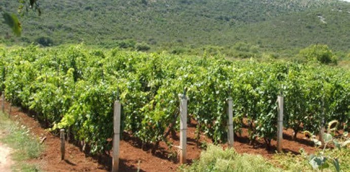 MPRR: Javni poziv za podršku investicijama u vinogradarstvu i vinarstvu MPRR: Javni poziv za podršku investicijama u vinogradarstvu i vinarstvu