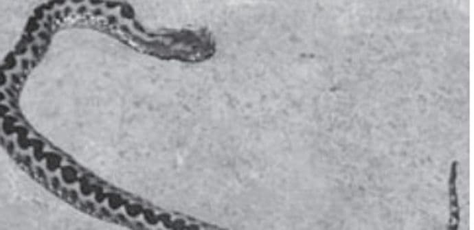 Bandići: Zmija ujela dječaka dok se igrao u kući Bandići: Zmija ujela dječaka dok se igrao u kući