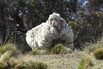 Sa australijske ovce ostrižena 42 kilograma vune