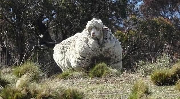 Sa australijske ovce ostrižena 42 kilograma vune Sa australijske ovce ostrižena 42 kilograma vune