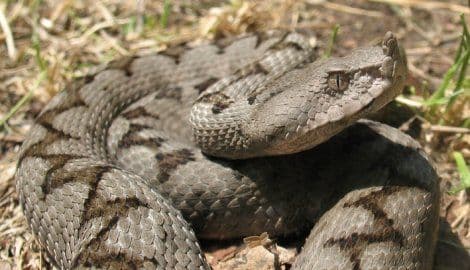 Poskok ujeo ženu dok je brala kupine Poskok ujeo ženu dok je brala kupine