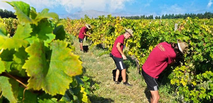 Zaposleni iz svih sektora „Plantaža“ angažovani u berbi Vranca  Zaposleni iz svih sektora „Plantaža“ angažovani u berbi Vranca