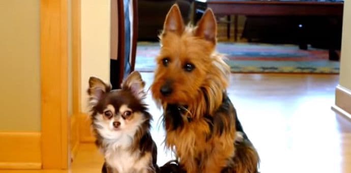 Mali terijer optužio svog prijatelja da se uneredio u kuhinji (VIDEO) Mali terijer optužio svog prijatelja da se uneredio u kuhinji (VIDEO)