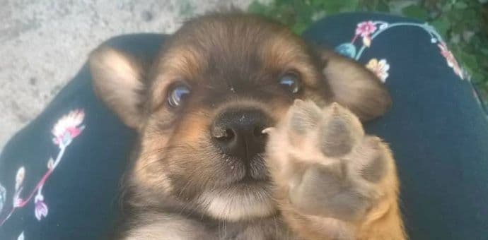 Sjutra akcija javnog udomljavanja pasa u Klubu Boćara Sjutra akcija javnog udomljavanja pasa u Klubu Boćara