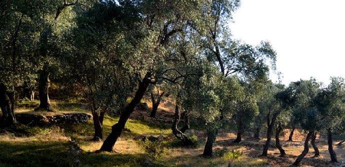 Manifestacija u Baru pokazala značaj rane berbe maslina Manifestacija u Baru pokazala značaj rane berbe maslina