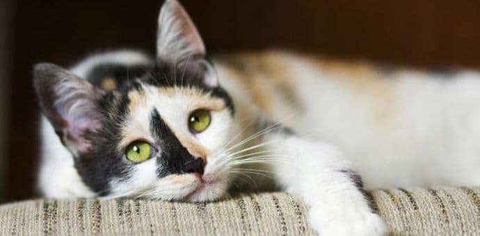 Ko bi rekao da i mačke imaju problema sa zglobovima Ko bi rekao da i mačke imaju problema sa zglobovima