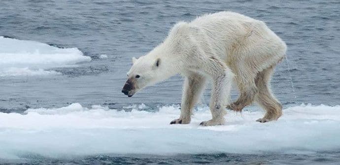 Da li je ova fotografija najtužniji pokazatelj klimatskih promjena? Da li je ova fotografija najtužniji pokazatelj klimatskih promjena?