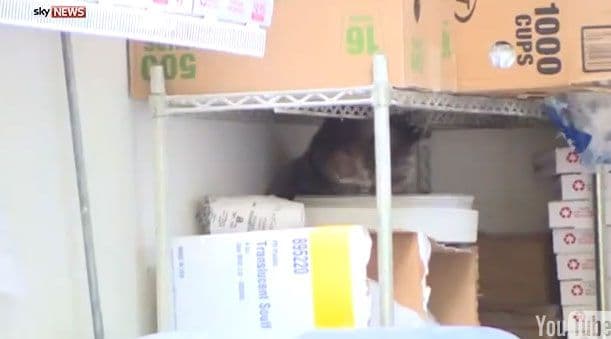 (VIDEO) Radnici se šokirali: Mladunče medvjeda pronađeno kako spava u piceriji (VIDEO) Radnici se šokirali: Mladunče medvjeda pronađeno kako spava u piceriji