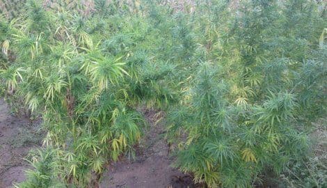 Marihuana nađena među lozom Marihuana nađena među lozom