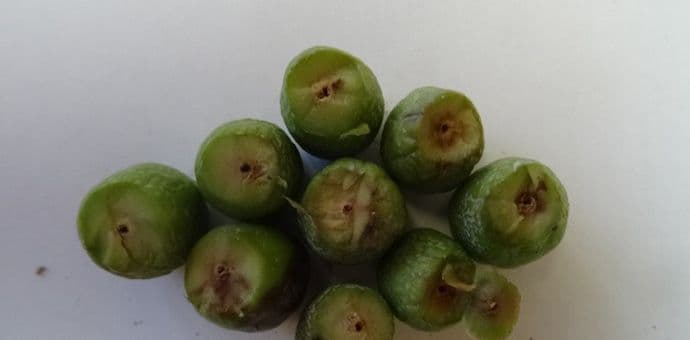 Fitosanitarna uprava: Posljednji je momenat za tretiranje maslina Fitosanitarna uprava: Posljednji je momenat za tretiranje maslina