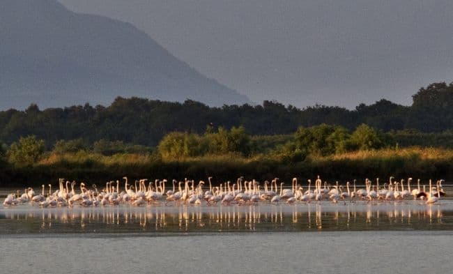 Vratili se flamingosi: Atraktivne ptice ponovo na Solani Vratili se flamingosi: Atraktivne ptice ponovo na Solani