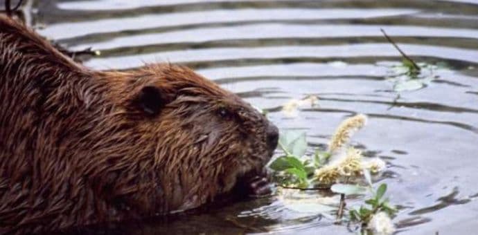 Dabar napravio haos na auto-putu u Švajcarskoj Dabar napravio haos na auto-putu u Švajcarskoj