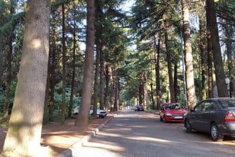 ''Sječu stabala u Beogradskoj ulici odobrio državni, a ne gradski arhitekta'' Ilustracija