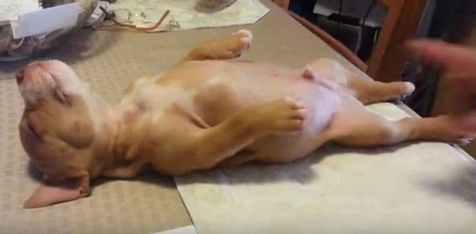 Štene koje uživa u snu (VIDEO) Štene koje uživa u snu (VIDEO)