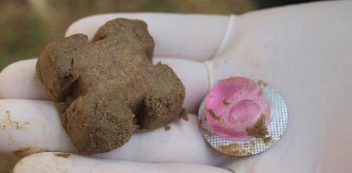 Montenegro on a good way to eradicate rabies in wild animals Montenegro on a good way to eradicate rabies in wild animals