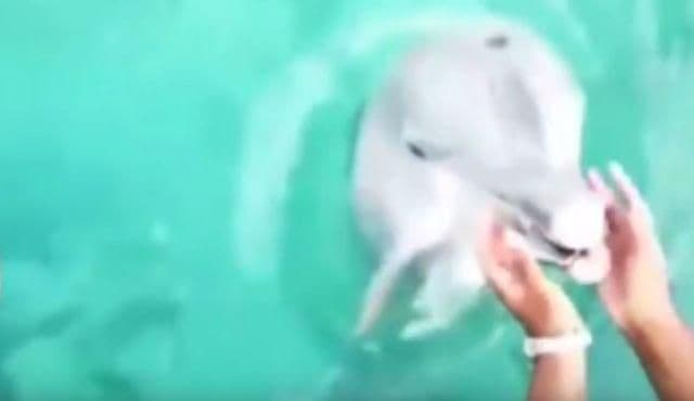 "SPAŠAVA" MOBILNI: Dokaz da su delfini zaista posebni "SPAŠAVA" MOBILNI: Dokaz da su delfini zaista posebni