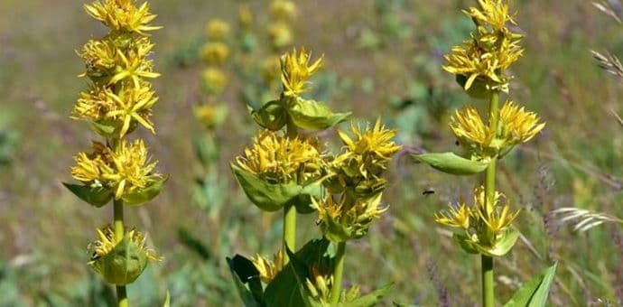Lincura jača organizam, daje snagu i podstiče rad žlijezda Lincura jača organizam, daje snagu i podstiče rad žlijezda