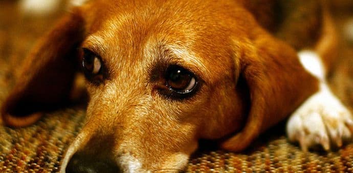 Ako volite svog psa nemojte ovo da mu radite Ako volite svog psa nemojte ovo da mu radite