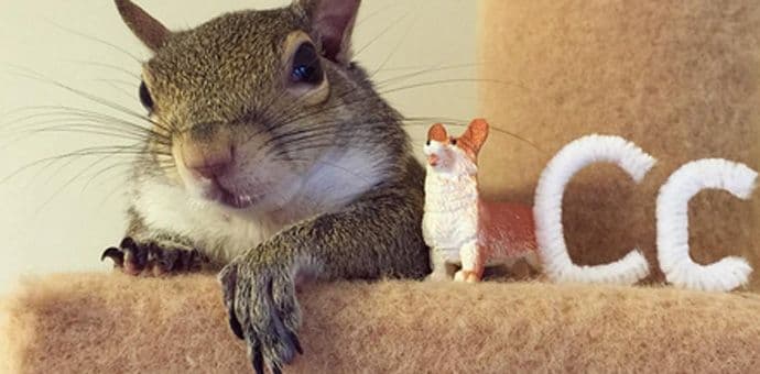 Spasili su vjevericu iz uragana i sada je postala omiljeni član porodice Spasili su vjevericu iz uragana i sada je postala omiljeni član porodice