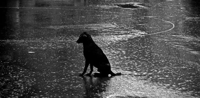 Idu hladni dani – pomozite psima i mačkama na ulicama! Idu hladni dani – pomozite psima i mačkama na ulicama!