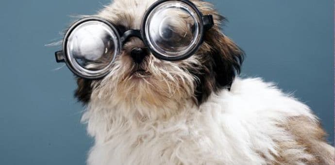 "Test ličnosti": Izaberite životinju i saznajte koji je vaš najveći strah "Test ličnosti": Izaberite životinju i saznajte koji je vaš najveći strah