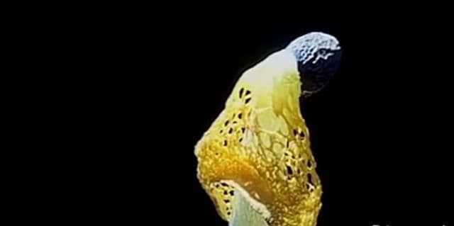 Dovoljno je da pomirišete: Pečurka koja može da izazove orgazam Dovoljno je da pomirišete: Pečurka koja može da izazove orgazam