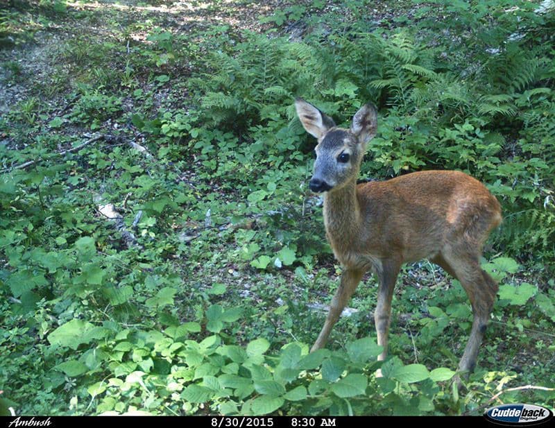 Kamere zamke za divlje životinje ponovo na meti lopova Kamere zamke za divlje životinje ponovo na meti lopova
