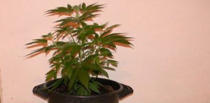 U Hrvatskoj marihuana od sjutra legalna u medicinske svrhe U Hrvatskoj marihuana od sjutra legalna u medicinske svrhe