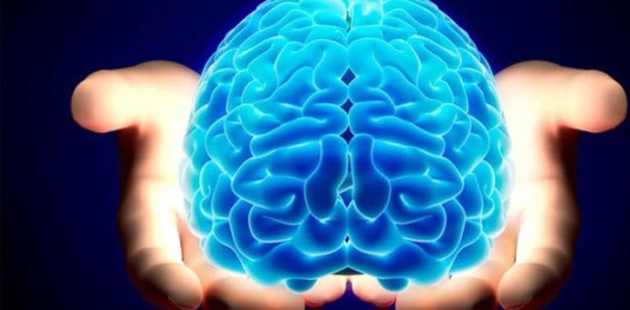 Inteligencija - nije bitna veličina već struktura mozga Inteligencija - nije bitna veličina već struktura mozga