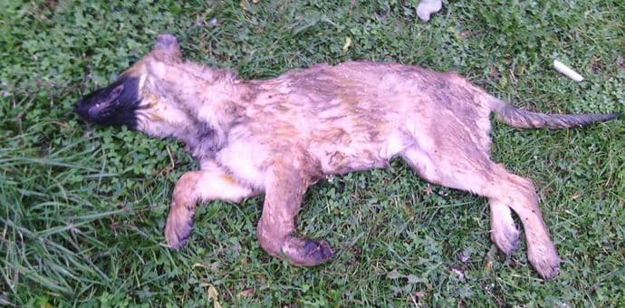 NIKŠIĆ: Otrov za pse lutalice postavljen na dječijem igralištu NIKŠIĆ: Otrov za pse lutalice postavljen na dječijem igralištu