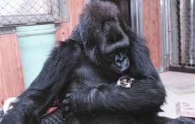 Gorila Koko usvojila dva mačića i obasula ih nježnošću (VIDEO) Gorila Koko usvojila dva mačića i obasula ih nježnošću (VIDEO)