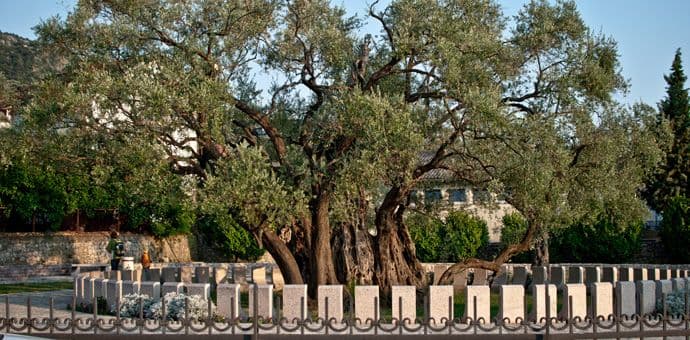 Manifestacija u Baru obilježiće početak berbe maslina Manifestacija u Baru obilježiće početak berbe maslina