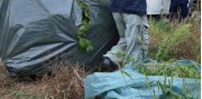 Hapšenja u Albaniji: Otkrivena mreža krijumčara marihuane Hapšenja u Albaniji: Otkrivena mreža krijumčara marihuane