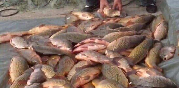 NP "Skadarsko jezero": Zaplijenjeno 180 kg nelegalno izlovljene ribe NP "Skadarsko jezero": Zaplijenjeno 180 kg nelegalno izlovljene ribe