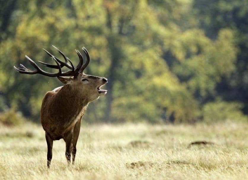 Lovac upucao dva losa, a onda shvatio da se nalazi u zoološkom vrtu Lovac upucao dva losa, a onda shvatio da se nalazi u zoološkom vrtu