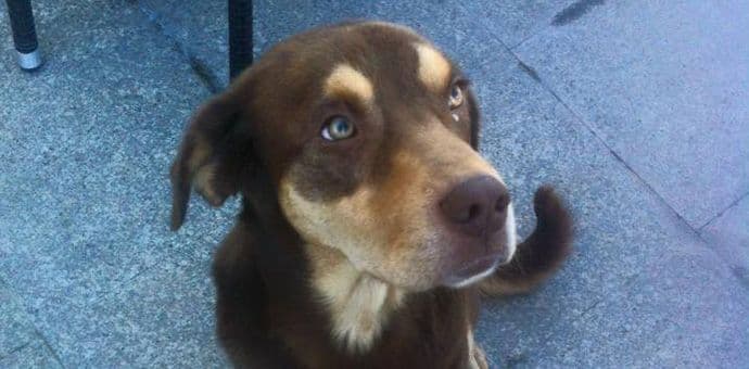 NVO „sPas“: Udomljavanje podstiče empatiju i humanost NVO „sPas“: Udomljavanje podstiče empatiju i humanost