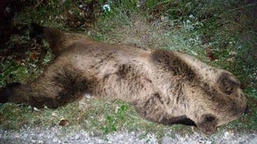 FOTO: U udesu na putu Podgorica-Cetinje stradao medvjed FOTO: U udesu na putu Podgorica-Cetinje stradao medvjed