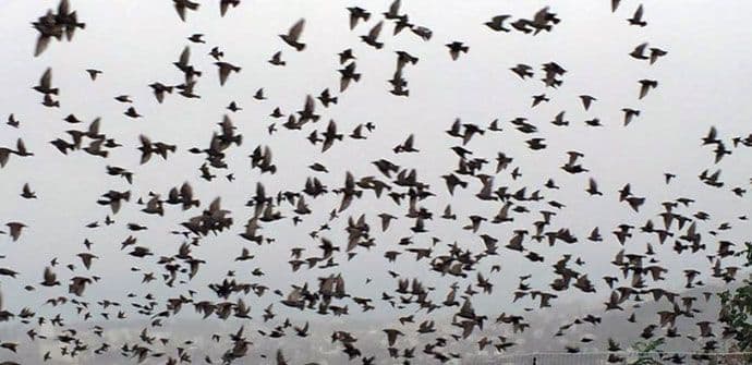 Bar: Scene kao iz Hičkokovog filma Bar: Scene kao iz Hičkokovog filma