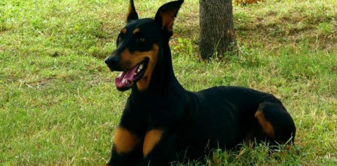 Kako dobar pas postane "opasan pas"? Kako dobar pas postane "opasan pas"?