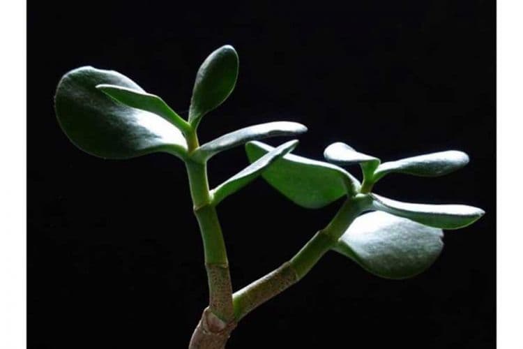 Ova biljka privlači novac Ova biljka privlači novac