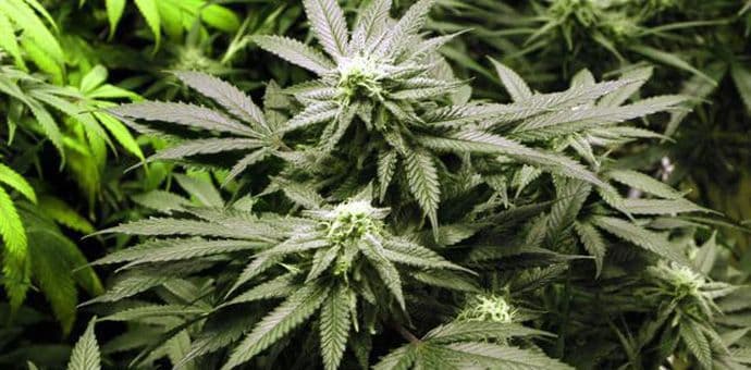 Rekordna zaplijena merihuane u Argentini Rekordna zaplijena merihuane u Argentini