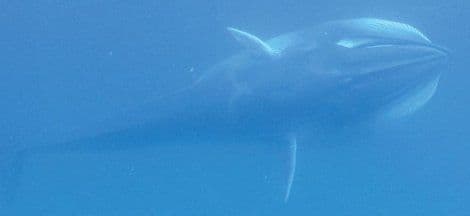 Uslikan najneuhvatljiviji i najrjeđi kit na svijetu Uslikan najneuhvatljiviji i najrjeđi kit na svijetu