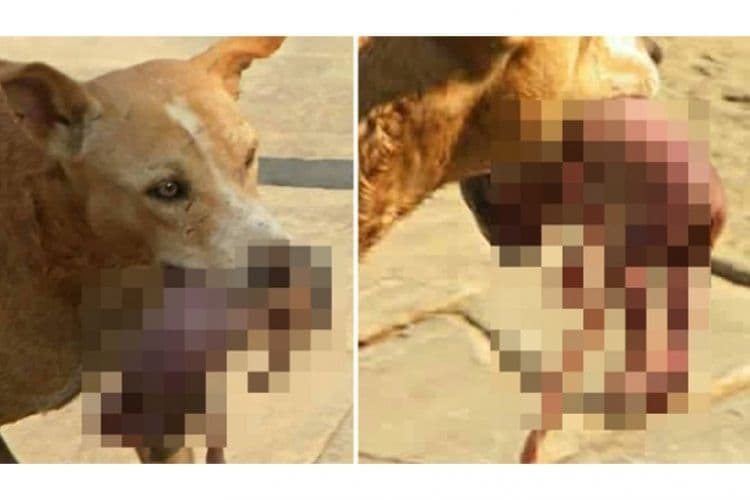 Najdirljivija priča na svijetu: Pas spasio život bebi  Najdirljivija priča na svijetu: Pas spasio život bebi