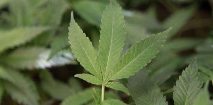 Ministarstvo zdravlja RS: Uvesti upotrebu kanabisa u medicinske svrhe Ministarstvo zdravlja RS: Uvesti upotrebu kanabisa u medicinske svrhe