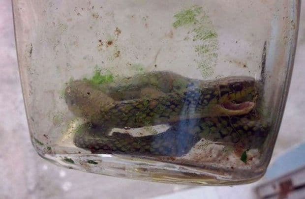 Dječak ujedom ubio zmiju otrovnicu Dječak ujedom ubio zmiju otrovnicu