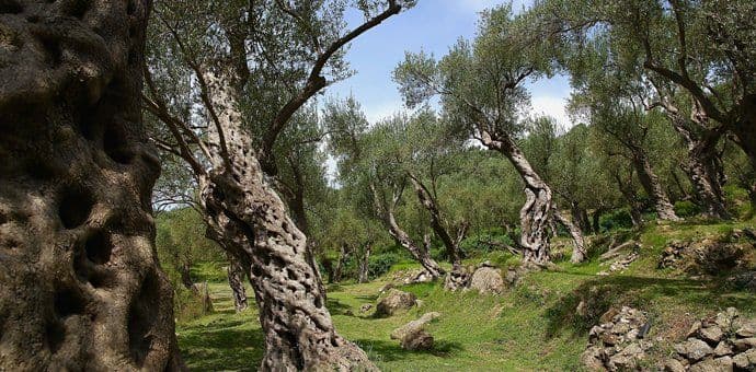 Dokaz o starosti stabala dobra osnova za registraciju oznake Dokaz o starosti stabala dobra osnova za registraciju oznake