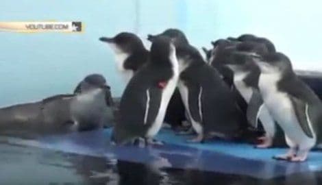 MASAKR: Lisica uletjela u zoo vrt i pojela 14 pingvina  MASAKR: Lisica uletjela u zoo vrt i pojela 14 pingvina